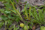 Coastal groundcherry